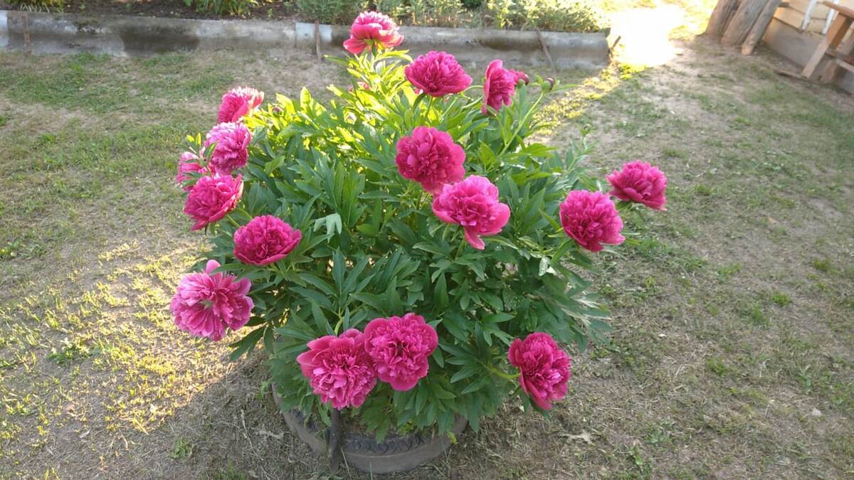 Фото пиона из деревни