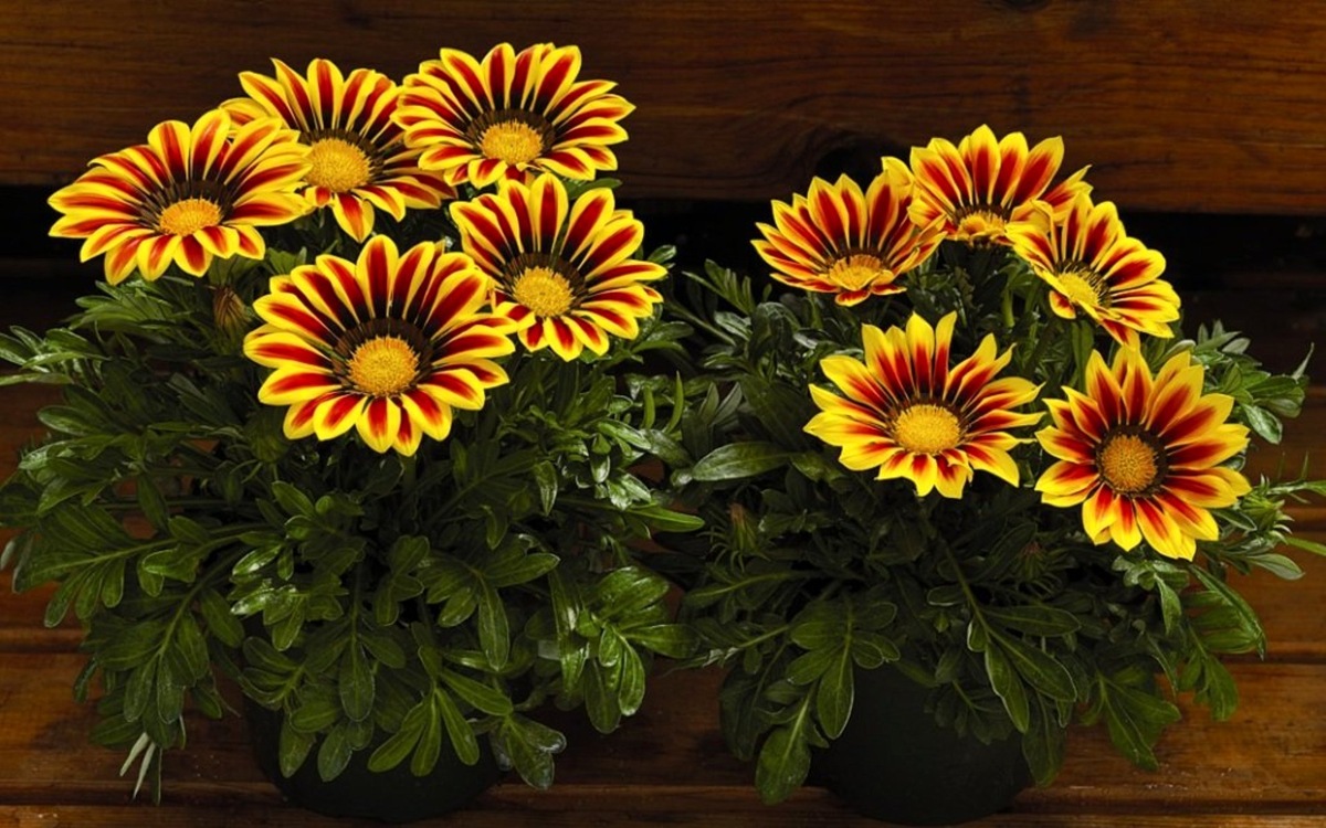  Даже при минимальном уходе газания цветет непрерывно