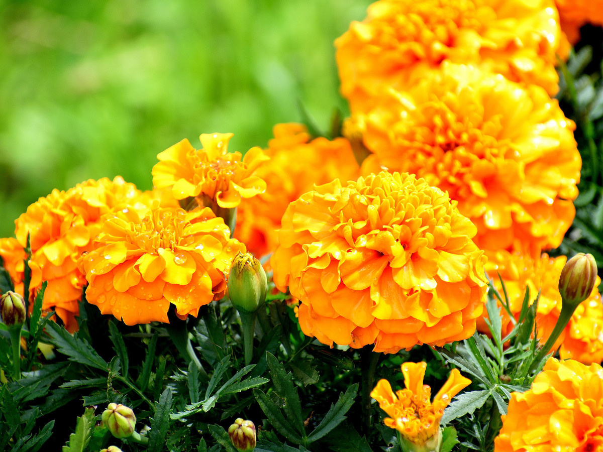 Бархатцы удивительно красивы и невероятно полезны для сада и огорода