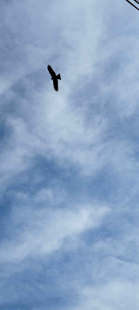 Такие вот птички летают