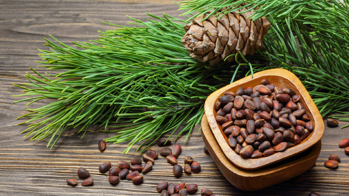 Объемы сбора кедровых орехов выросли