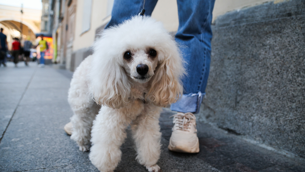    Фото: Belkin Alexey/news.ru/Globallookpress