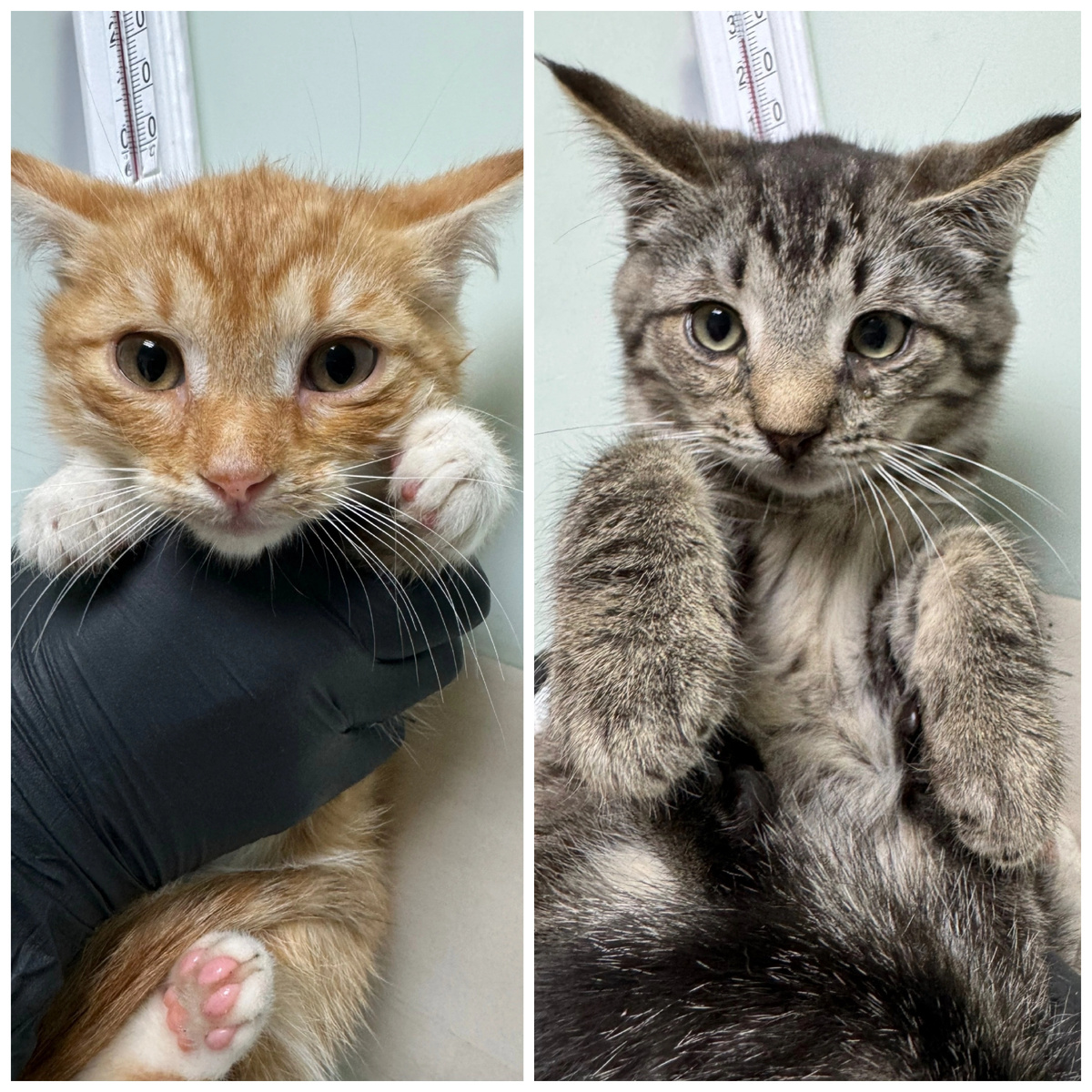 Цукатик (слева) и его брат Фундук (справа) жили  вместе на улице.