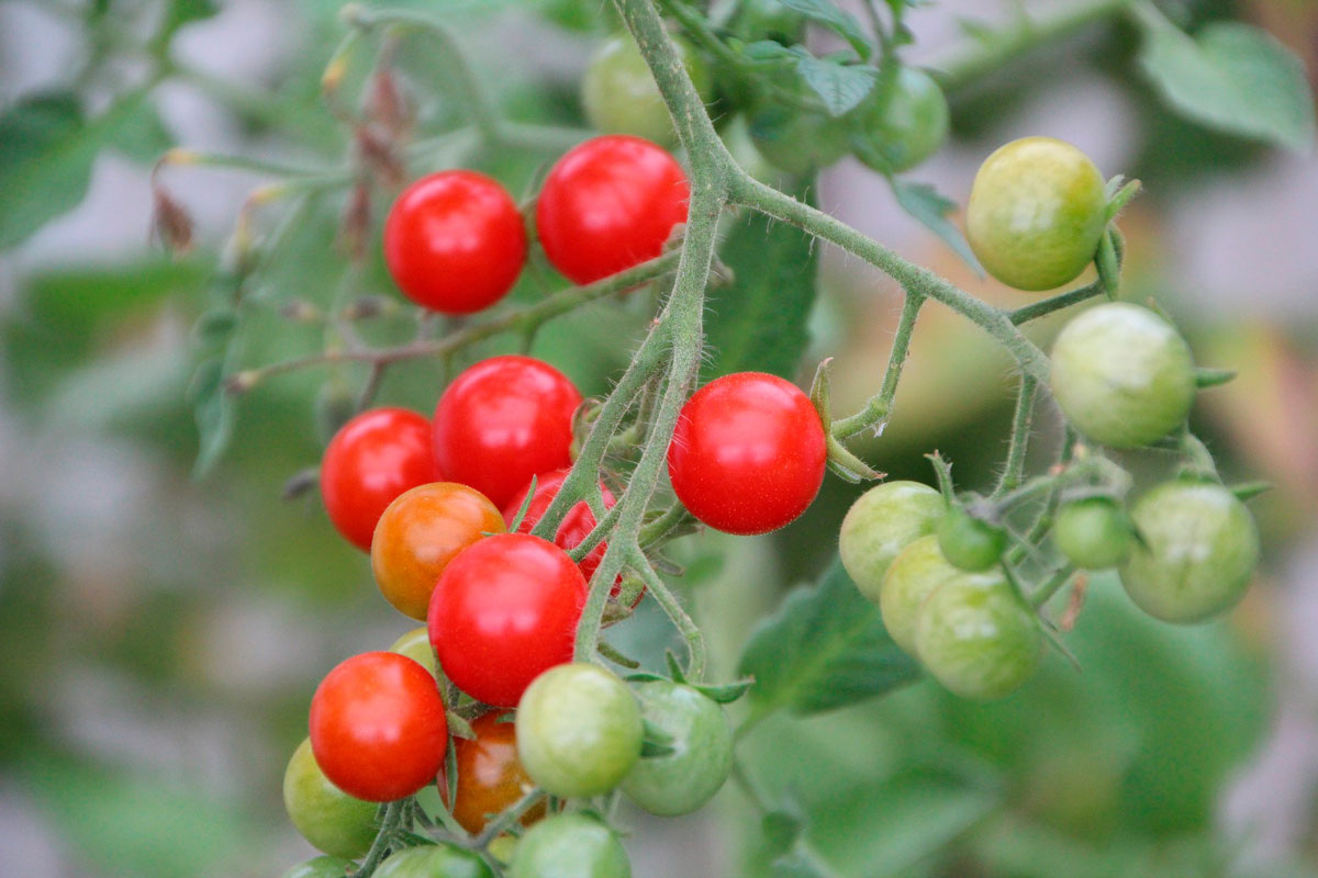    Фото: Etienne-F59 / Pixabay.com