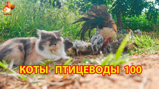 Пушистые коты птицеводы Айс и Ася (серия 100) 🪿🦆🐓 Прогулки с петушком Серама, утятами и цыплятами 🐥🐤😹
