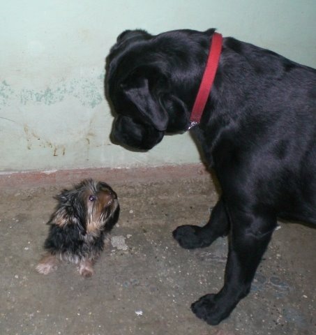 Первое знакомство. Обратите внимание на лицо щенка.