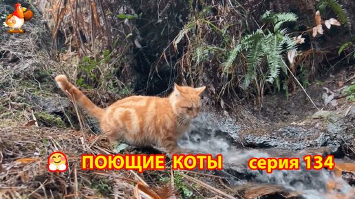 Крутые коты у птичьего двора выпуск 134 🐈🐈‍⬛😹 У ручья и без птиц ❣️ Природа Абхазии и красивое подворье с птицами и животными 🥰