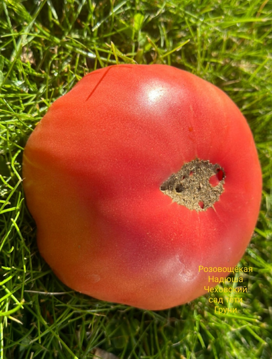 28 июня 2024 года поспел первый экземпляр