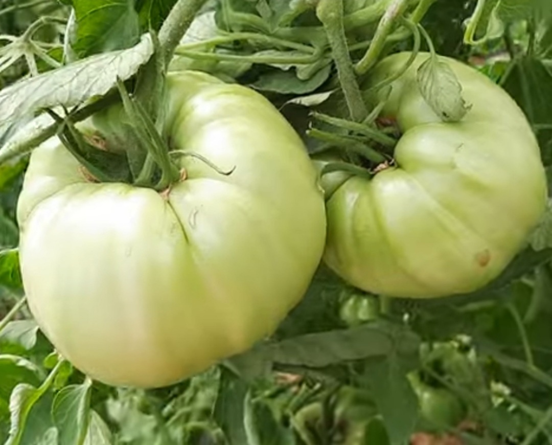 Томаты второй кисти в бланжевой спелости, 23 июня 2024 года