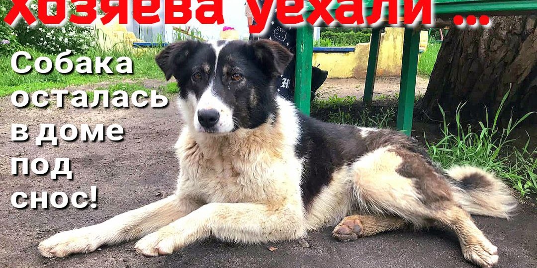 Альма живёт под лавочкой на улице и идти ей больше некуда. История не простой судьбы бывшей домашней собаки.