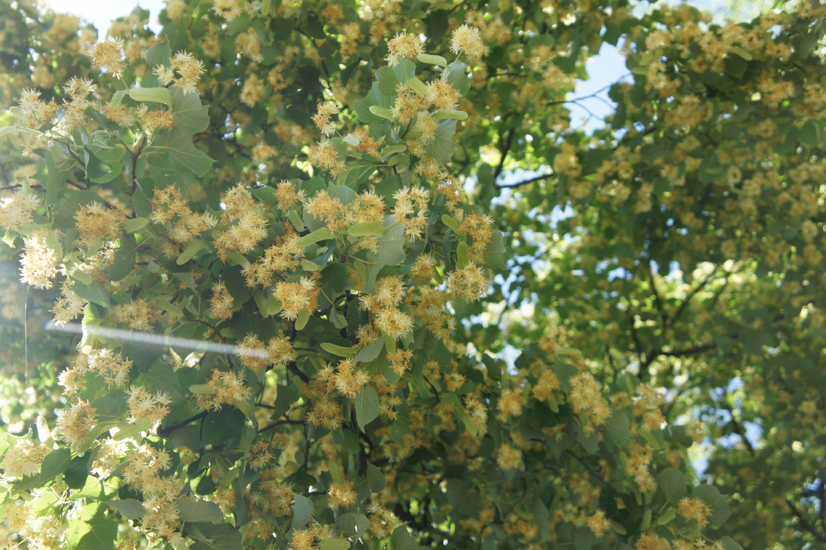 Липовый цвет →