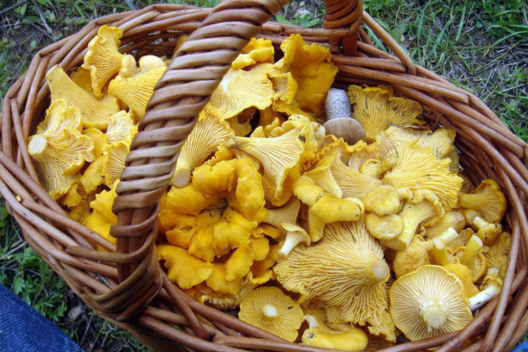 Лисички обладают приятным ароматом, напоминающим фруктовый. Фото: Игорь Лебединский/wikipedia.org/CC BY 3.0