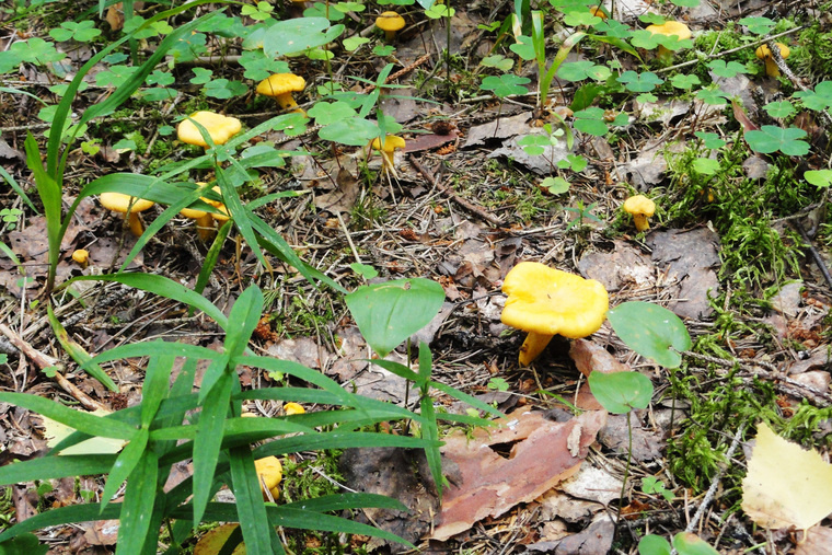 Лисички устойчивы к вредителям. Фото: Андрей Перцев/wikipedia.org/CC0