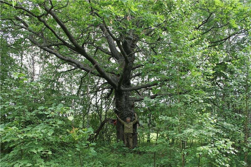 
Источник фото: http://rosdrevo.ru/
Предоставлено автором