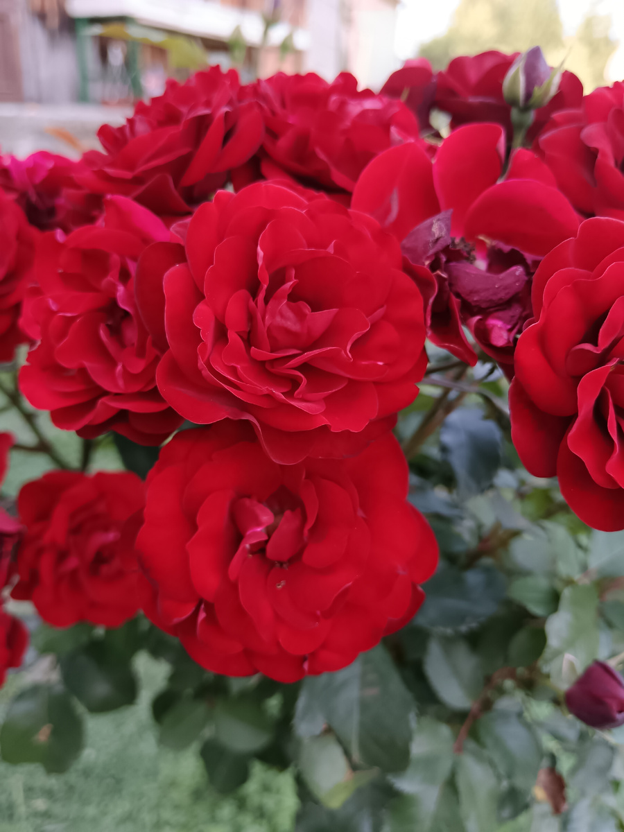 Розы у моей золовки.