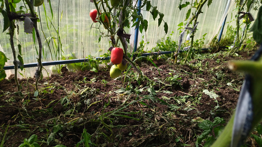 Небольшой сбор томатов!