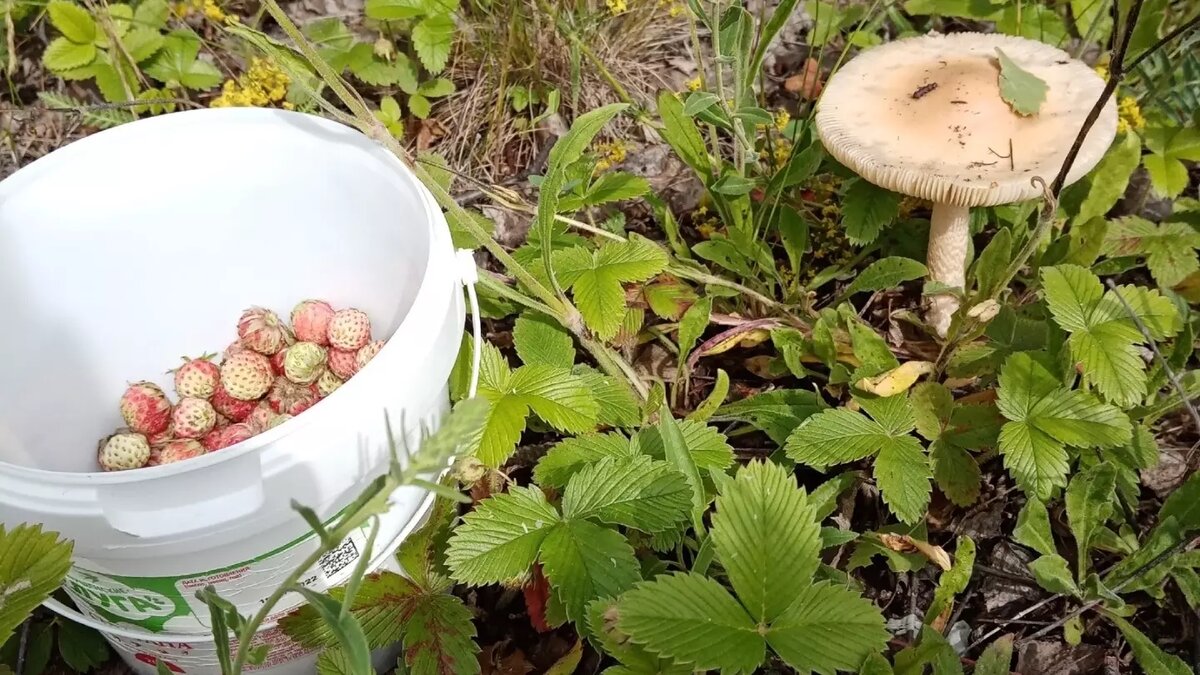     Источник: Наталья Сайфулина/vk.com/gribnik74