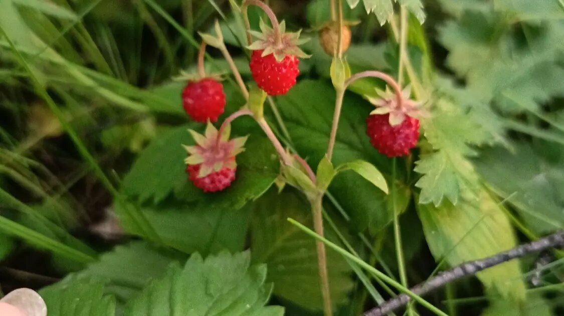     Источник: Анастасия Черных/vk.com/gribnik74