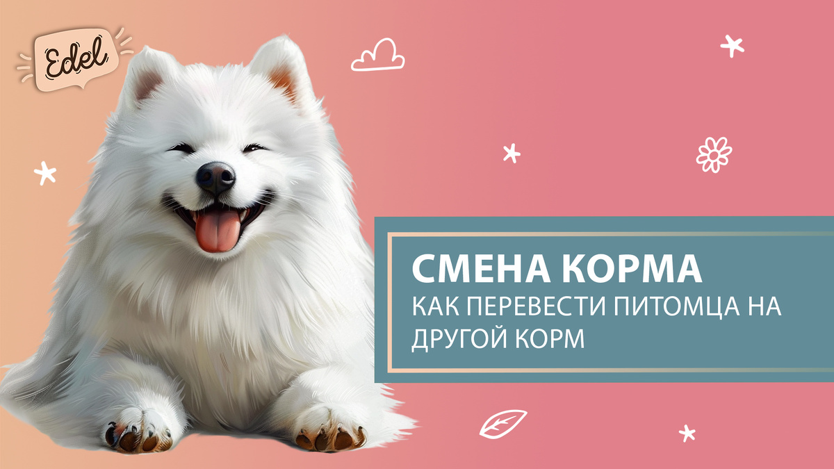 Как перевести питомца с одного корма на другой
