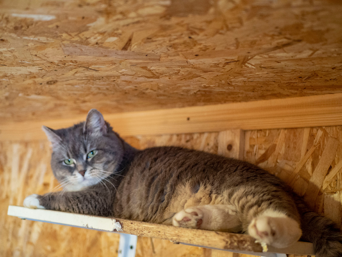 Кото-контроль