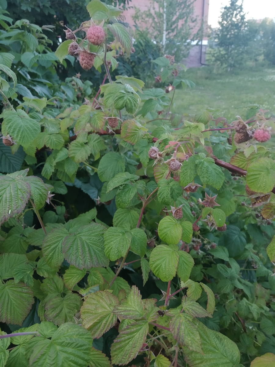 Зелёная малинка) но нашла и одну спелую.Когда я начала писать в Дзен и размещать фото( совсем немного), цель прям была визуализировать свои мысли.Ведь возможно, как только я напишу и сформулирую начнутся действия. Понятно ,что если есть стремления ,действия все равно будут ,при маломальских усилиях. Я ПИСАЛА СОВСЕМ недавно что ПУСТО....ничего ,нет новых движений в нужном направлении.но недавно совершенно ,случайно встретила в сети девушку Преподавателя по рисованию Юлию и она показала мне свой телеграм канал ,про ее занятие с детьми- детский клуб ( это конечно то к чему я сама и стремлюсь ,есть просто цель ,мечта но как ее осуществить неясно) у нас довольно маленький микрн.все почти в нем многодетные и ипотечники ,кто не очень то готов платить за занятия детей,есть минимальное гос.и нормально,есть один спорт клуб и частные преподаватели - все. Так вот ,я пообщалась с Юлей онлайн ,у нее большие цели сделать центр для детей и театр и есть даже уже программы готовые,но спонсоров нет,говорит есть обеспеченные люди знакомые,но на что- то такое, давать денег они не будут ....поэтому она тоже как бы в заторможении . Но тем не менее ,меня очень вдохновила эта встреча у нее богатый опыт преподавания в Москве и в курортных городах России ,прекрасные работы создают для детишек .Дети сами рисуют ,красят лепят под ее чутким руководством .Она сама мне говорила ,что дети нуждаются в таком общении им нужно и место и возможность спокойно рисовать ,поистине отличное времяпрепровождение:) я готова и дальше Общаться,следить за творчество Юлии ,подумать как мы можем друг другу быть полезной.И вывод есть ,что по чуть чуть можно собирать крохи стремления своего,что возможно придут те люди ,что помогут и словом и делом:)