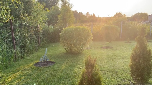 Вечерний сад#29июня2024#дача#деревня#огород#garden#пруд#теплица