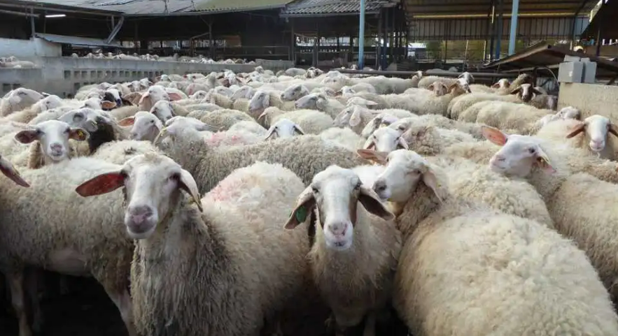 Овцеводство в Израиле является одним из самых продуктивных в мире, с тщательно выведенными породами овец Асаф, которые производят большое количество молока.