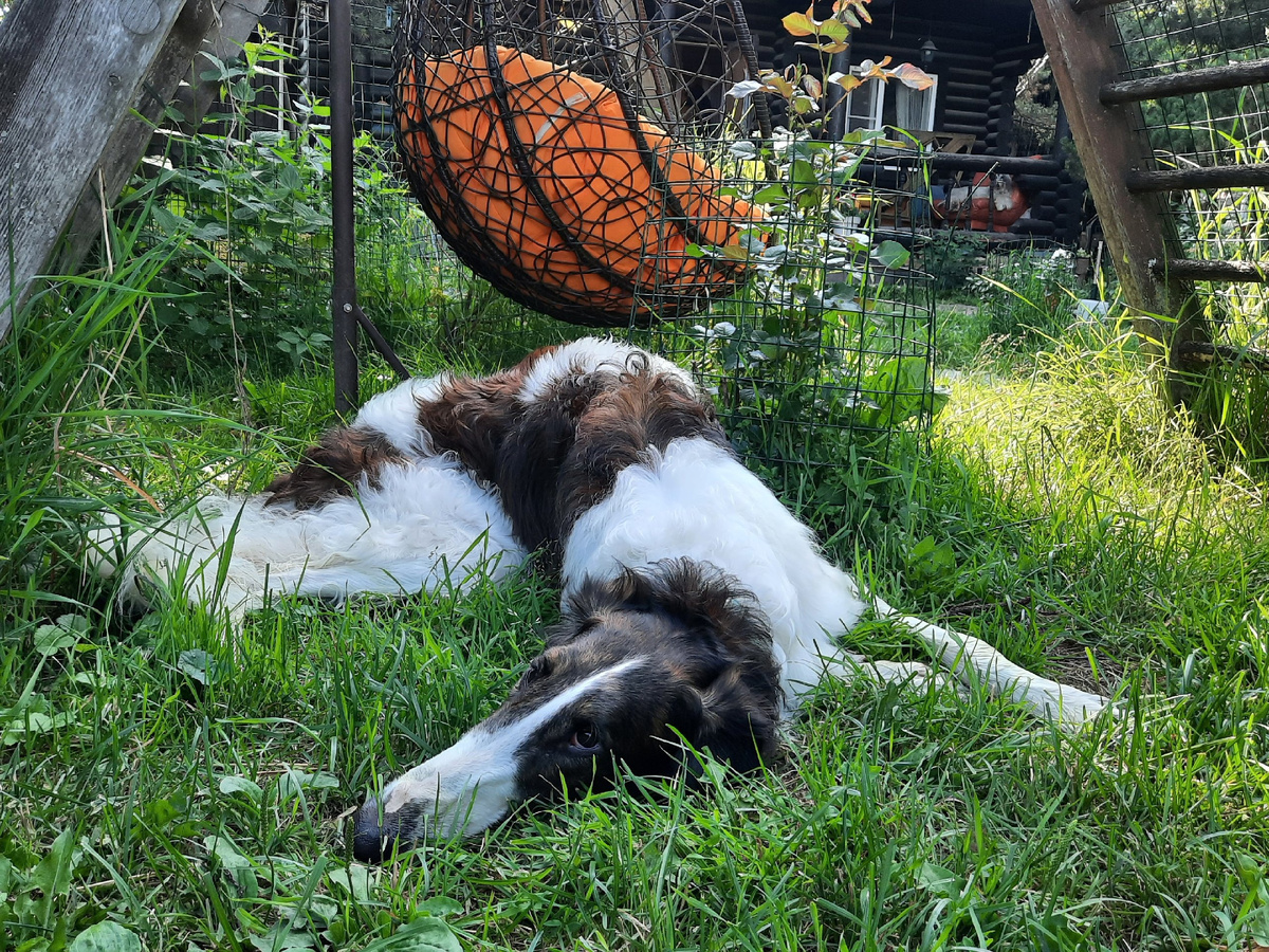 Маэстро в образе