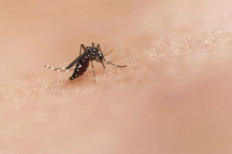 В России зарегистрировано более 100 видов комаров. Некоторые из них предпочитают обитать в заболоченных местах или около пресноводной стоячей воды. Однако многие адаптировались и в городских условиях.