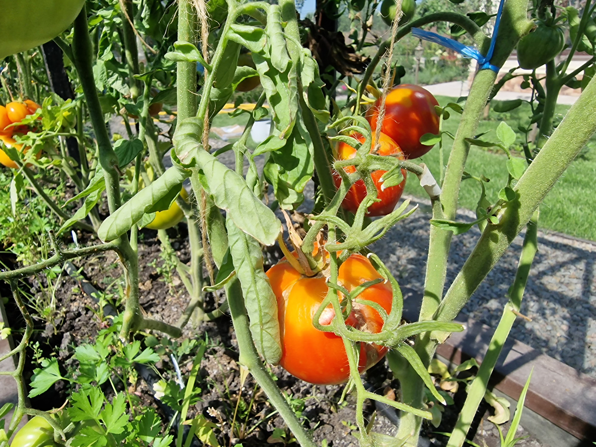 Фото из архива Фиолетового сна