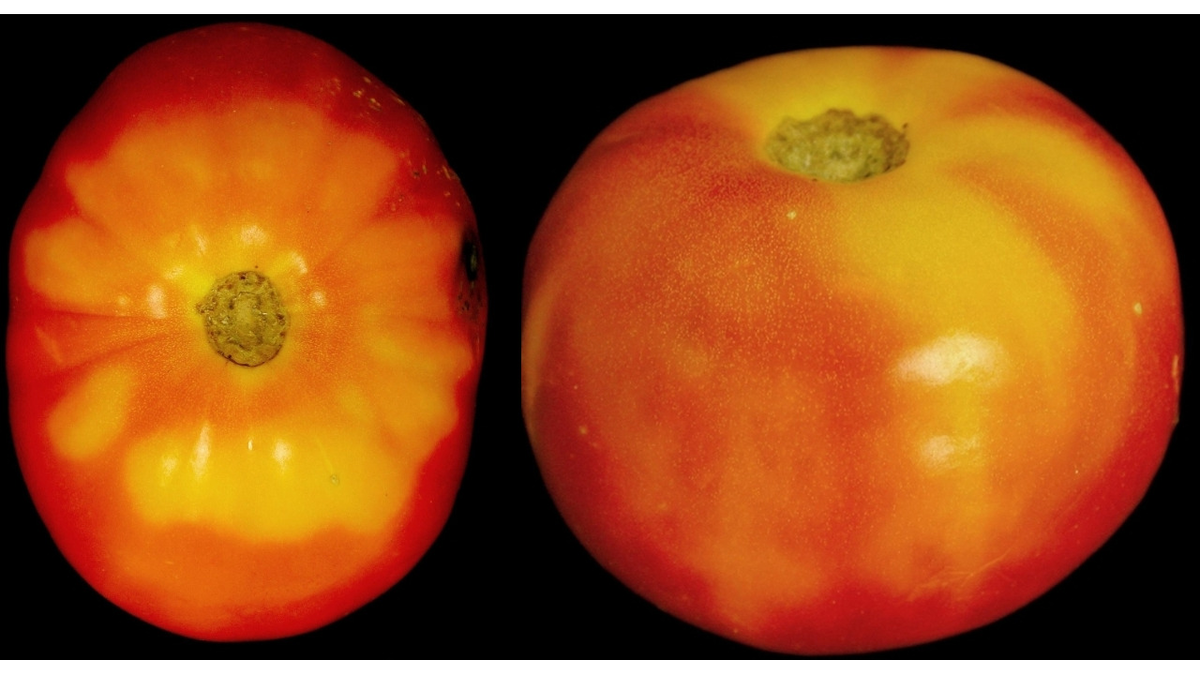 коллажи Фиолетового сна