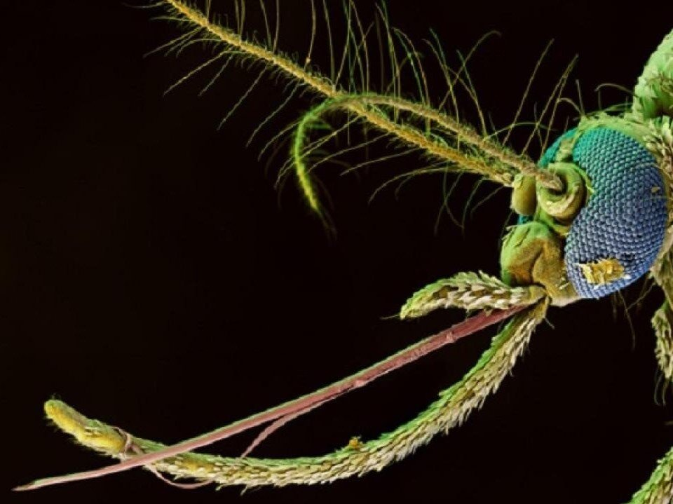 Голова и хоботок комара (точнее, комариной самки, ведь кровь сосут только самки комара) под микроскопом. Фото с сайта https://classpic.ru/