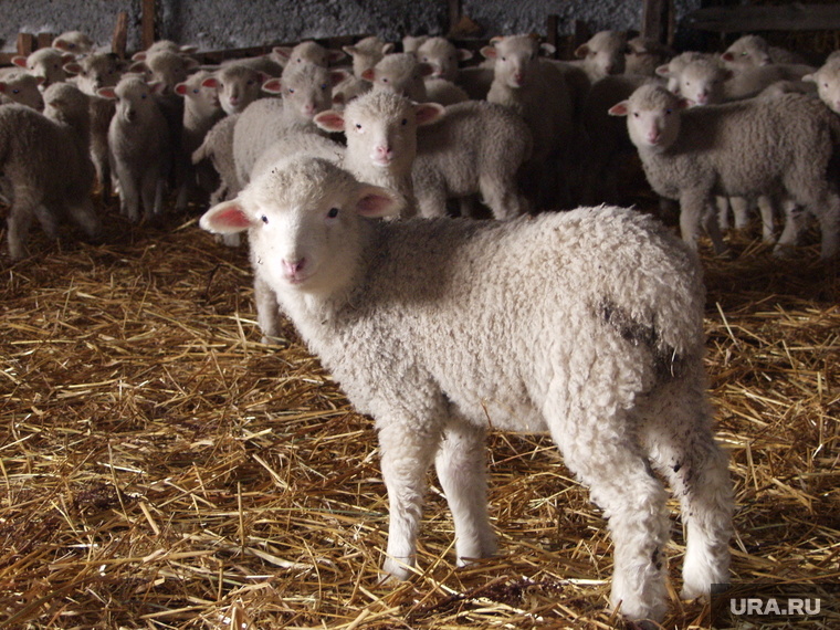    В Китае стало модным шлепать овец по ягодицам