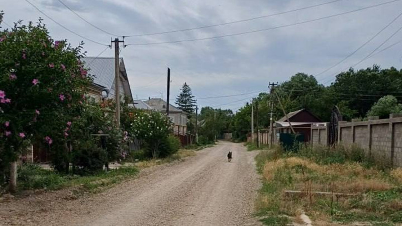    Собаку отпустили Фото: ПАСС СК