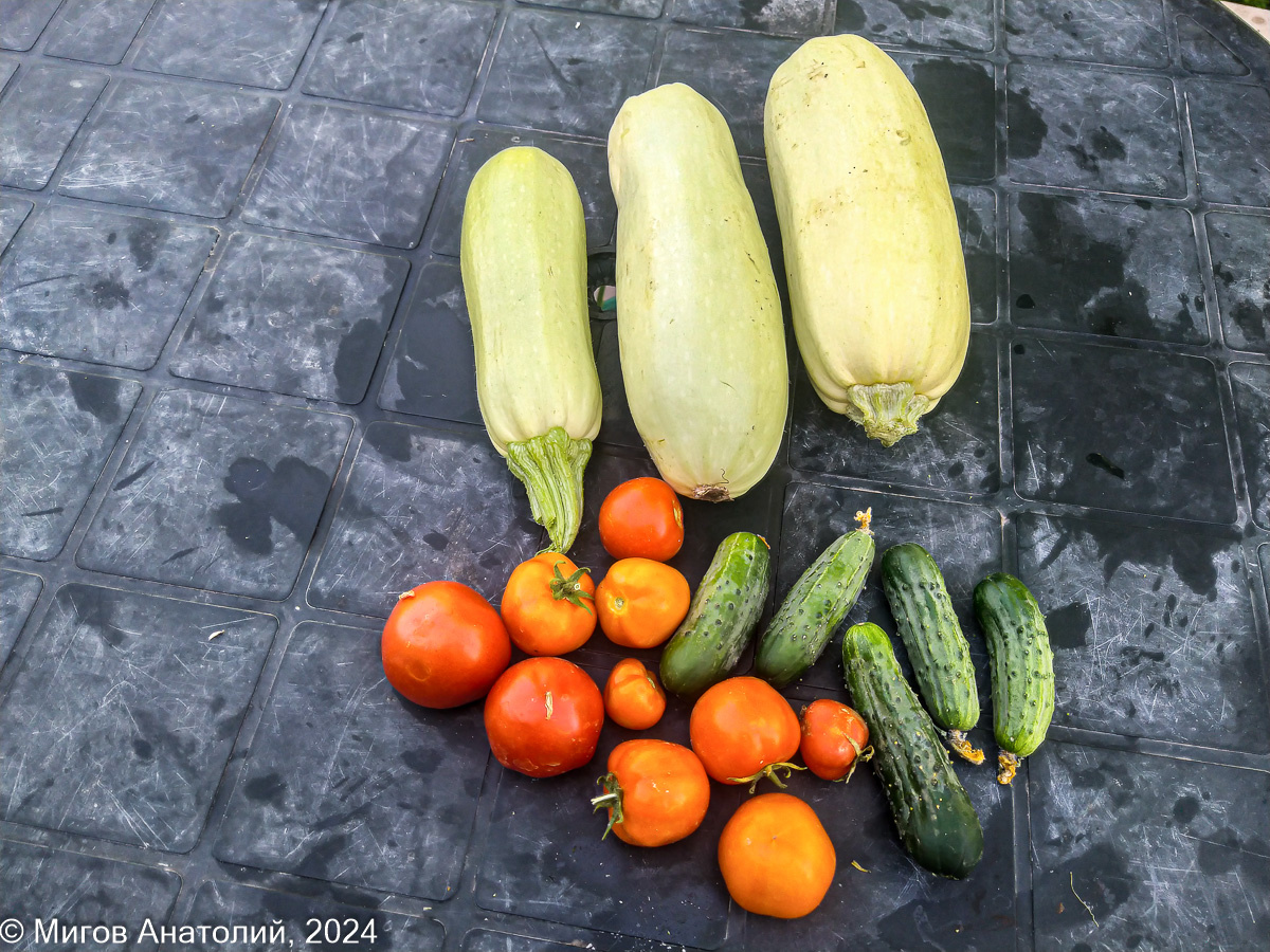 Вчера собрали в огороде первые в этом году помидоры. Этим летом всё созревает на неделю-две раньше обычного.