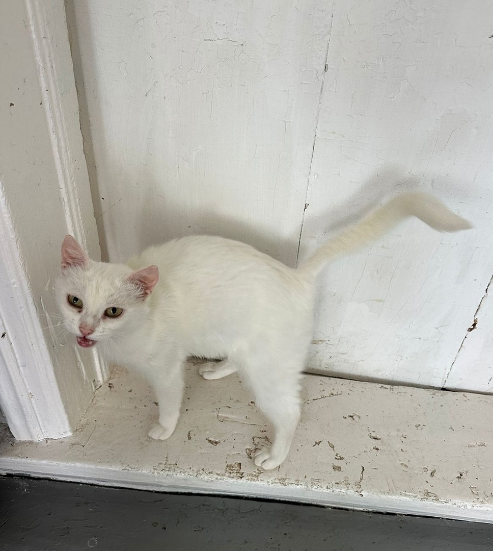 Это наши подопечные на дачах, которым мы возим сухой корм