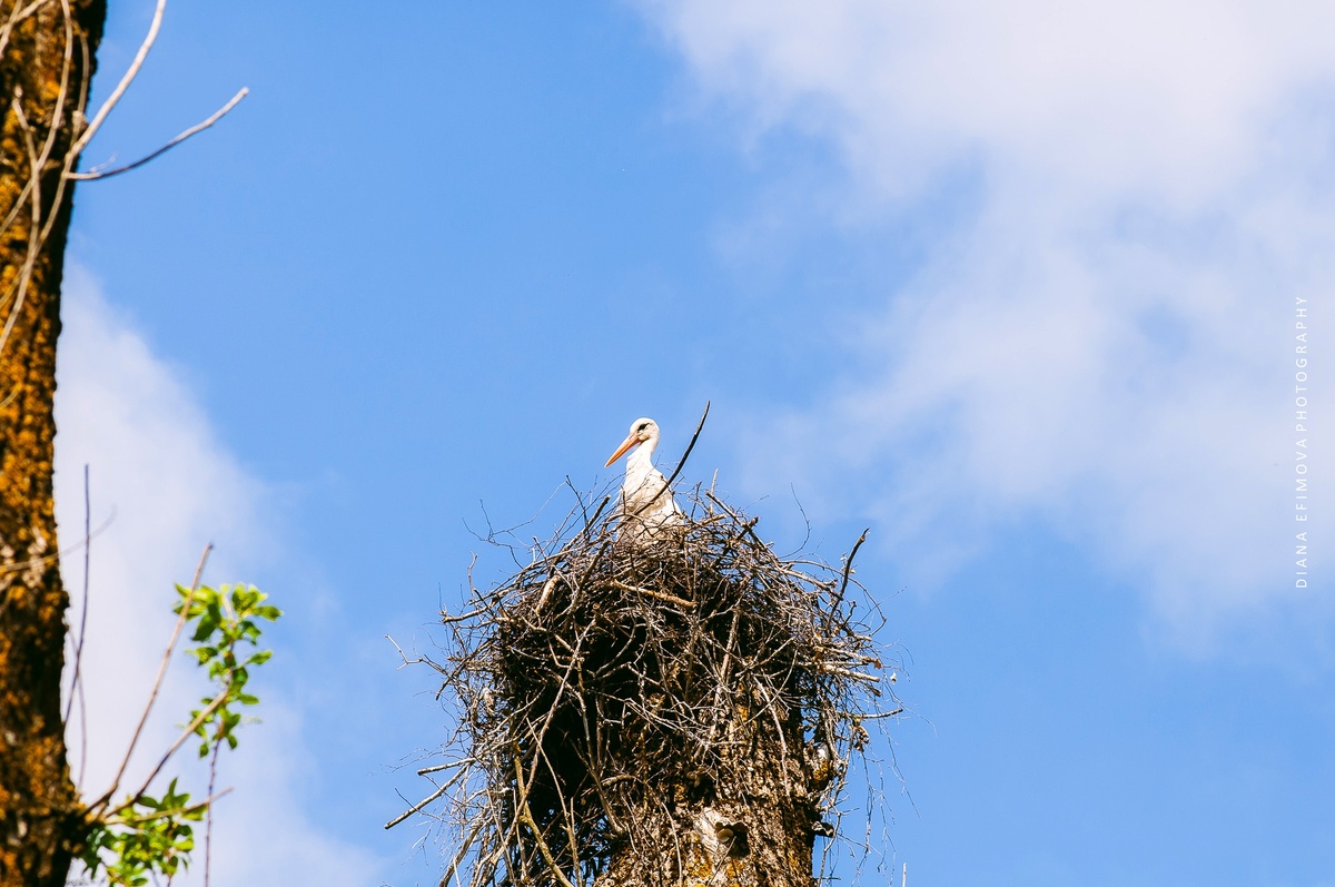 из года в год сюда прилетают аисты и выводят птенцов