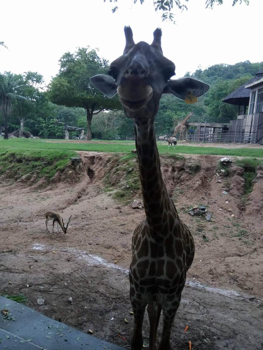 Дратути. Фото  подруги семейной пары Светланы Гоберник.