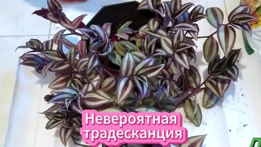 Традесканция зебрина (пересадка и размножение)