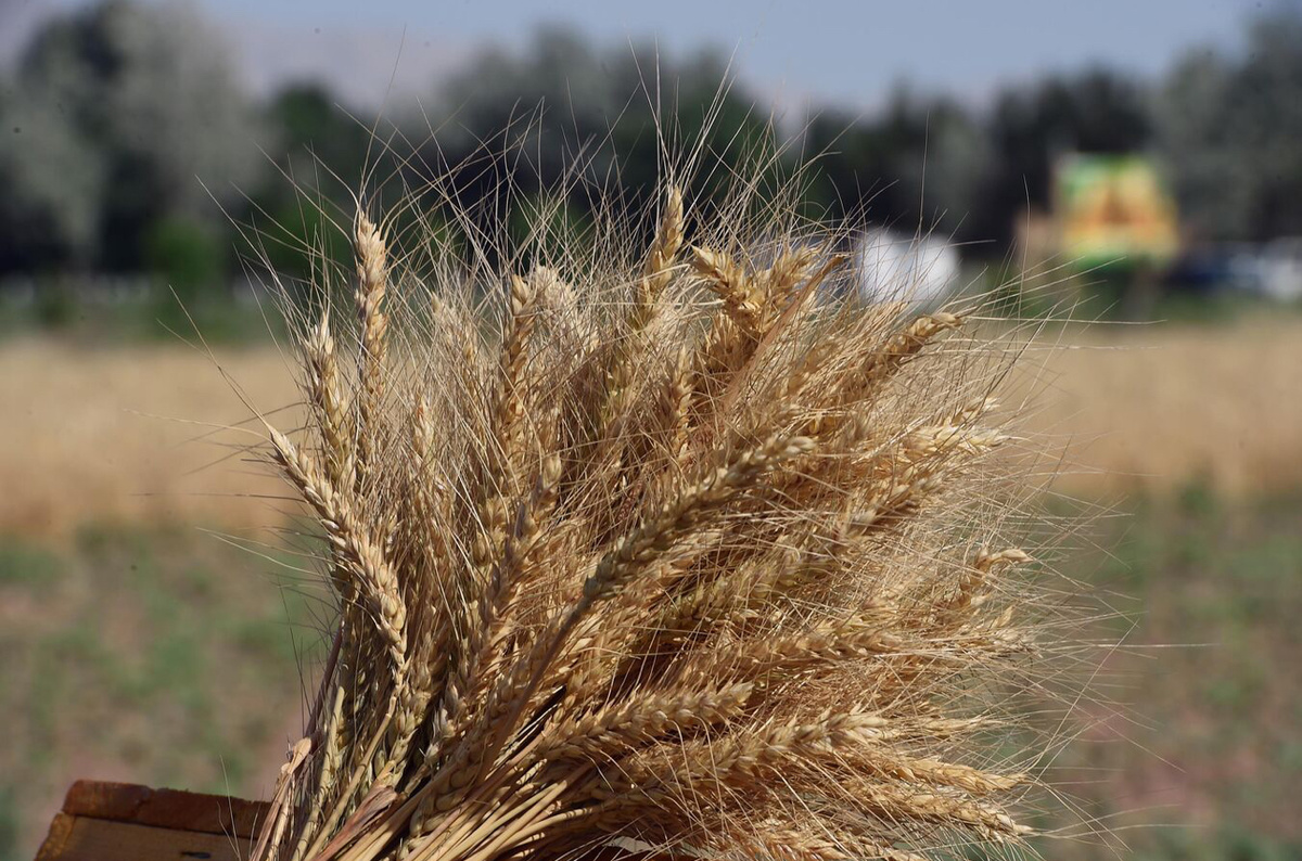 © Flickr / Пресс-служба Президента Таджикистана