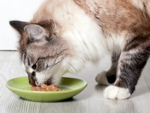  Спор о том, как лучше кормить кошек идет уже давно. Наверное с тех самых пор, как появился промышленный корм и большое его разнообразие.