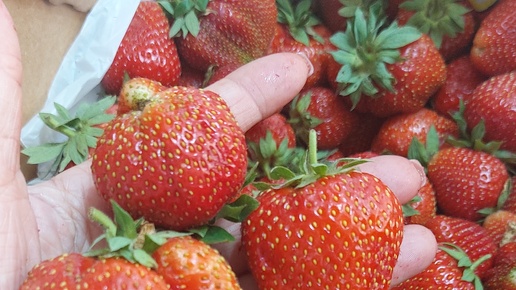 СИБИРЬ🍓. Вот ТАКОЙ 🍓СОРТ! ☝️👍