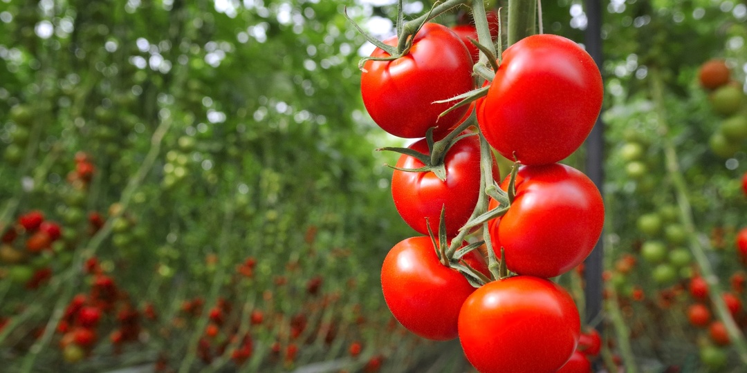 Избавляемся от белокрылки