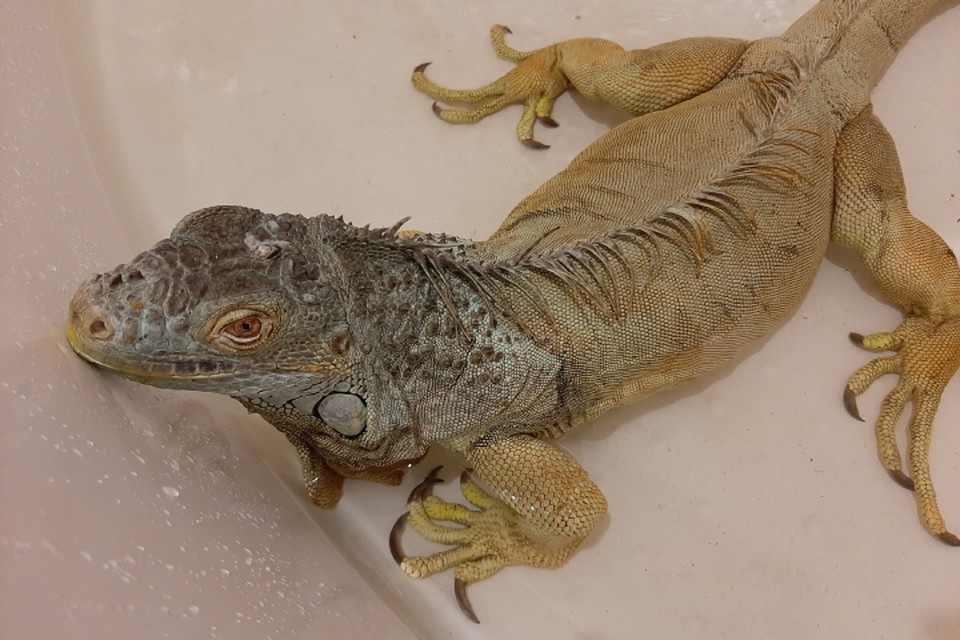    В приюте будут находиться мелкие дикие и экзотические животные. Юлия ПЫХАЛОВА