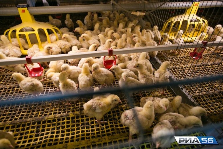    Птицеводство в Оренбуржье является одной из эффективных отраслей в региональном АПК Андрей Севостьянов