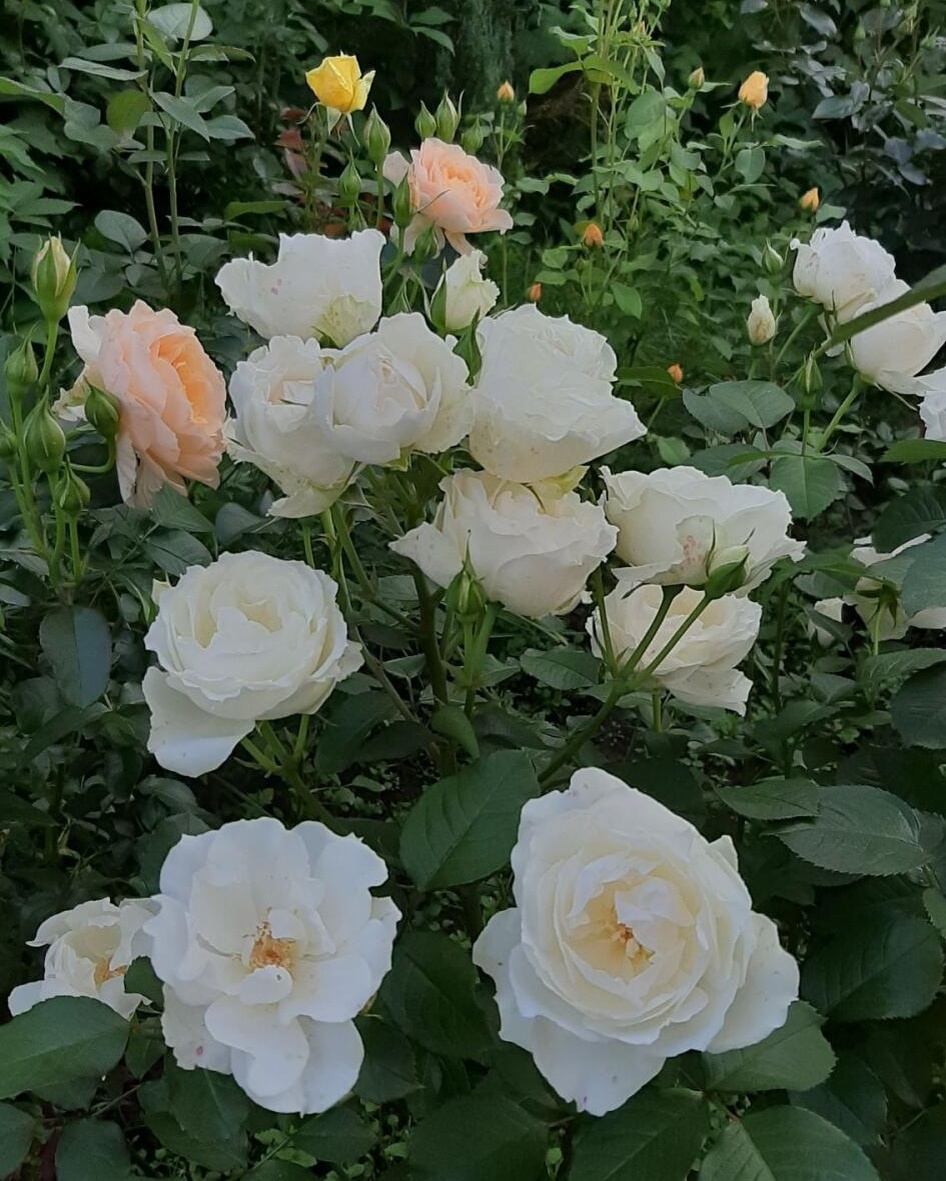 Принцесс оф Уэльс. Флорибунда