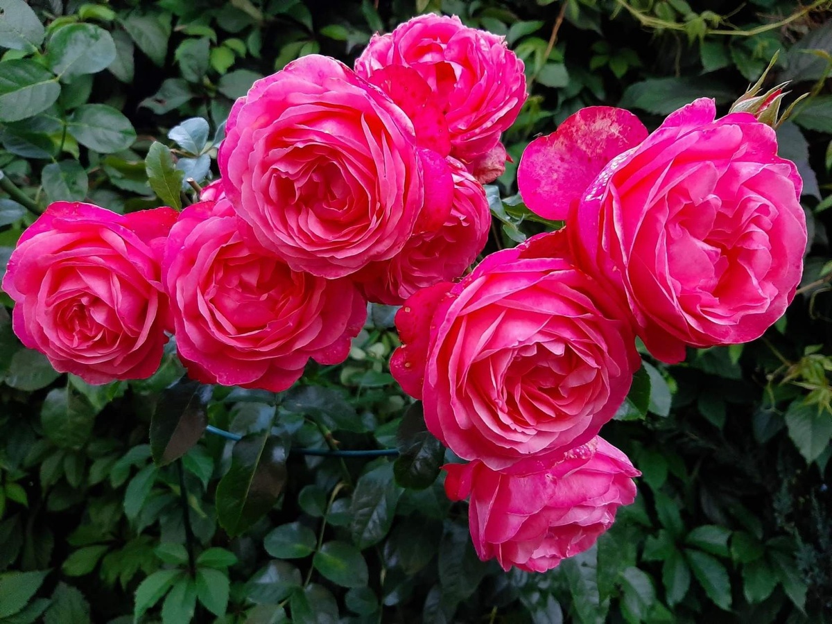 Розанна. Шраб.