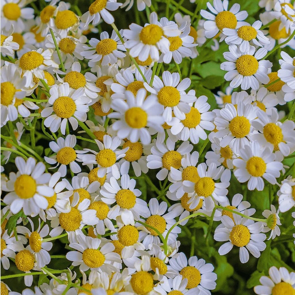    Букет из 15 ромашек «Ромашки для мамы» от AzaliaNow