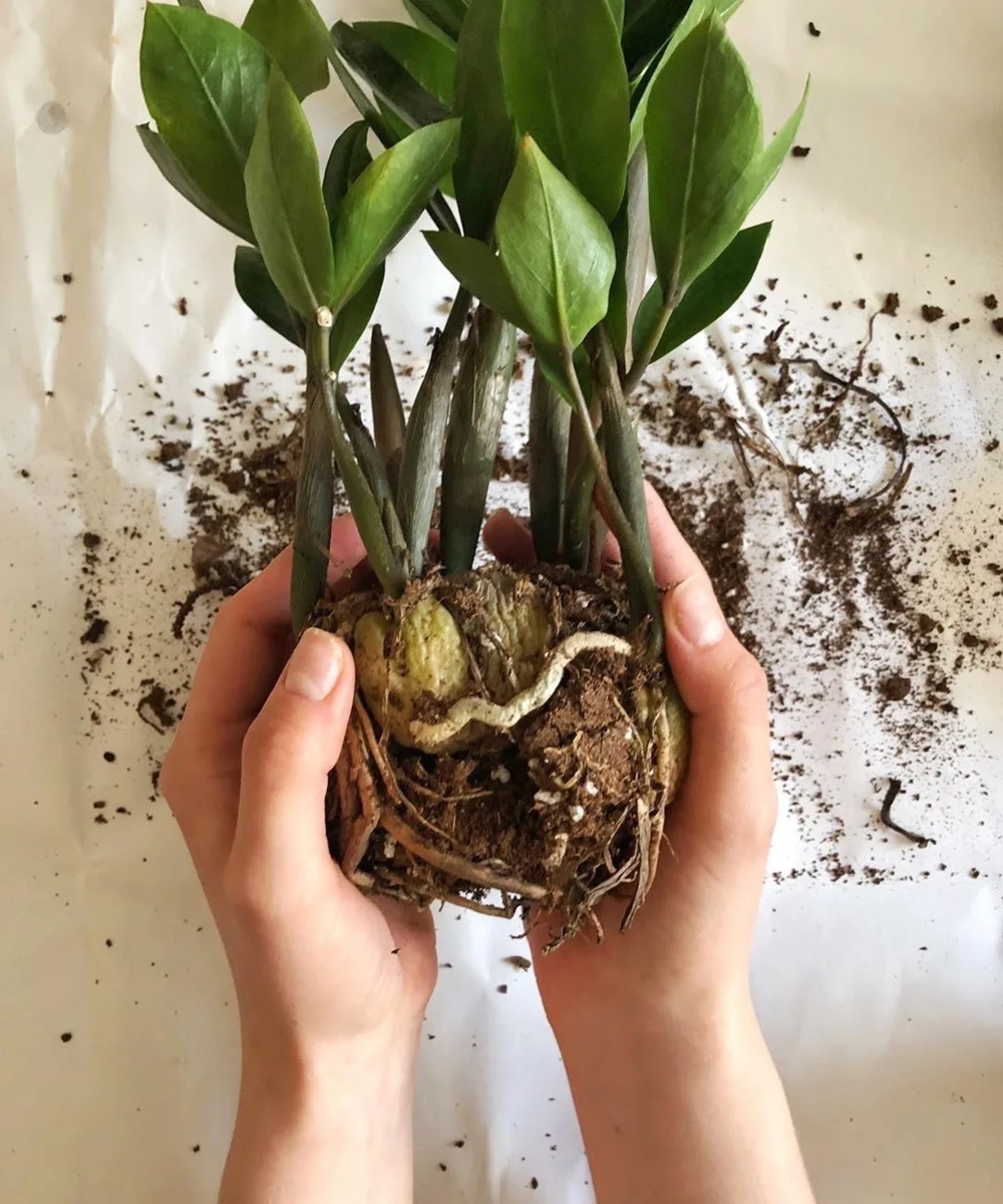 Замиокулькас пересаживаем 