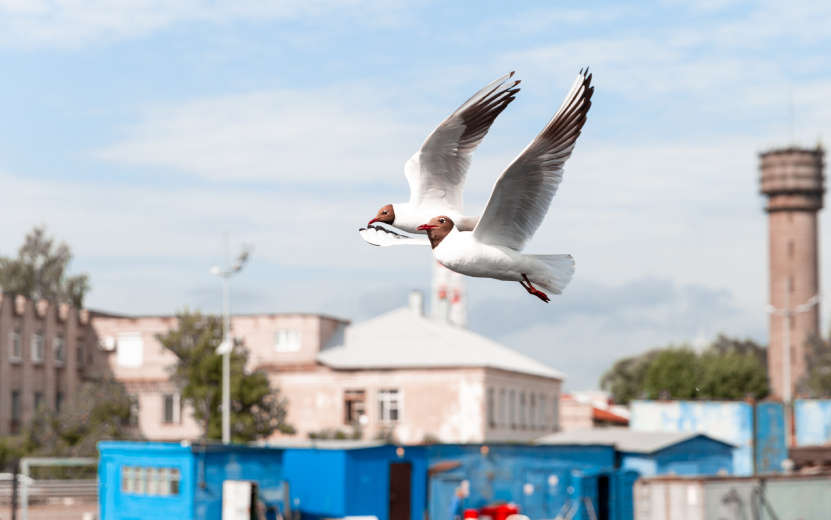    Какой характер у родившихся в июле